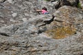 Girl rock climber climbs on rock