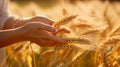 the girl runs her hand over the tall grass and touches it while walking through the fields close up Royalty Free Stock Photo