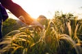 The girl touches the grass while walking in the meadows Royalty Free Stock Photo