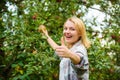 Girl rustic style gather apples harvest garden autumn day. Farmer picking ripe fruit from tree. Harvesting season Royalty Free Stock Photo