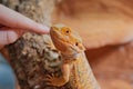 GirlÃÂ´s finger stroking the head of a bearded dragon (Bartagame)