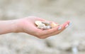 Girl`s hand filled with sea shells. Travel and tourism background.