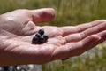 A girl`s hand holding freshly picked blueberries Royalty Free Stock Photo