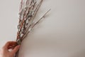 The hand holds a bunch of willows on a white matte background