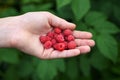 girl's hand holds a handful of ripe raspberries against the background of the forest.