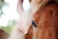 Girl's hand on miniature horse filly Royalty Free Stock Photo