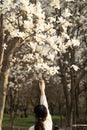Girl hand reaching out for a white magnolia flowers on the tree on spring time in South Korea