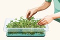 Girl\'s hand sows microgreens in box. Micro greens growing in transparent container Ai, Ai Generated