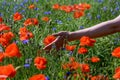 a girl's hand among a summer field strewn with red poppy flowers, among the grass. Royalty Free Stock Photo