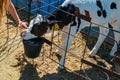 Girl`s hand touches and strokes young curious calf