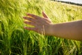 Girl`s hand touching green ears of wheat at field Royalty Free Stock Photo