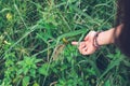 Girl`s hand trying to touch Shorthorned Grasshopper Valanga nigricornis sitting on tree with yellow sunlight in urban park Royalty Free Stock Photo