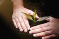 The girl`s hand was protecting the seedlings growing from fertile soil. Environmental conservation concept Plant trees to reduce Royalty Free Stock Photo