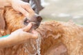 The girl's hands wash the dog in a bubble bath. The groomer washes his golden retriever with a shower.Lifestyle. Royalty Free Stock Photo