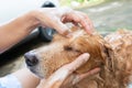 The girl's hands wash the dog in a bubble bath. The groomer washes his golden retriever with a shower.Lifestyle. Royalty Free Stock Photo