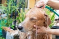 The girl's hands wash the dog in a bubble bath. The groomer washes his golden retriever with a shower.Lifestyle. Royalty Free Stock Photo