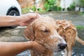 The girl's hands wash the dog in a bubble bath. The groomer washes his golden retriever with a shower.Lifestyle. Royalty Free Stock Photo