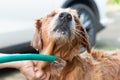 The girl's hands wash the dog in a bubble bath. The groomer washes his golden retriever with a shower.Lifestyle. Royalty Free Stock Photo