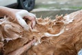 The girl's hands wash the dog in a bubble bath. The groomer washes his golden retriever with a shower.Lifestyle. Royalty Free Stock Photo