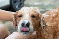 The girl's hands wash the dog in a bubble bath. The groomer washes his golden retriever with a shower.Lifestyle. Royalty Free Stock Photo