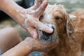 The girl's hands wash the dog in a bubble bath. The groomer washes his golden retriever with a shower.Lifestyle. Royalty Free Stock Photo