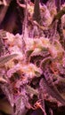 Girl scout cookies feminized autoflower