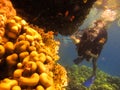 Girl scuba diver explores the coral reef of the Red Sea in Egypt. Group of coral fish in blue water. Young woman scuba diving on a Royalty Free Stock Photo