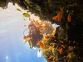 Girl scuba diver explores the coral reef of the Red Sea in Egypt. Group of coral fish in blue water. Young woman scuba diving on a Royalty Free Stock Photo