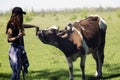 Happy girl feeding cow. Royalty Free Stock Photo