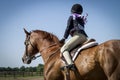 Girl showing chestnut gelding