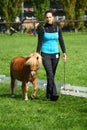 Girl showing a mini pony Royalty Free Stock Photo