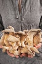 The girl shows a fresh harvest of oyster mushrooms in her hands  close-up  selective focus. Copy space  vertical frame Royalty Free Stock Photo