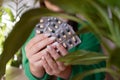 a girl sits and holds in her hands a lot of pills close-up with medicines in her hands, The concept of health care, Many drugs, Royalty Free Stock Photo