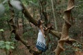 The girl sits on a huge liana tree branch in the jungle