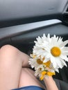 The girl is sitting in the car and holding a bouquet of white camomile flowers Royalty Free Stock Photo