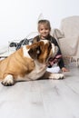 The girl is sitting on the floor next to the English Bulldog`s belt and is gently stroking it with her hand. Man and dog Royalty Free Stock Photo