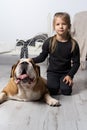 The girl is sitting on the floor next to the English Bulldog`s belt and is gently stroking it with her hand. Man and dog Royalty Free Stock Photo