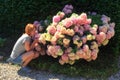 Girl sitting near a bush blooming hydrangea