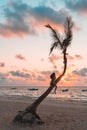 Girl sitting on a palm tree at sunrise on the sandy beach of the Caribbean i Royalty Free Stock Photo