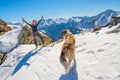 Girl ski touring in the mountains with dog