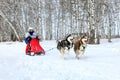 Girl in sled rides a dog sled with two gambling Siberian husky at the festival in Novosibirsk