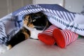 Girl sleeping in bed under a blanket with her cat, red striped socks, the concept of care, healthy, sound sleep, everyday life