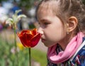 Girl smelling red tulip against spring flowery background Royalty Free Stock Photo