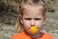 Girl squinting holds yellow dandelion flower in her lips