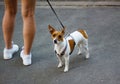 The girl stands on the street with a puppy Roosevelt Terrier. This curious dog looks straight to the camera