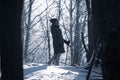 A girl stands in a winter forest on a frosty day. Blue tint