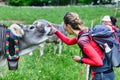 A girl strokes a grazing cow during a trek