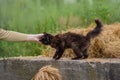 Girl strokes a nice black kitten on a farm. Kitten and girls hand and sheaf of straw