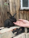 The girl is stroking the black rabbit. Household in the village