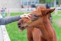 Girl stroking a brown head of foal Royalty Free Stock Photo